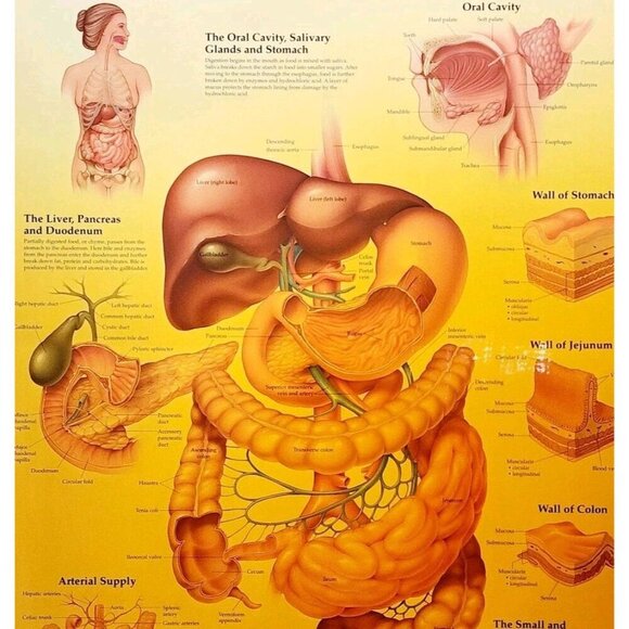 2000 Digestive System Anatomical Chart Laminated Poster Medical Hospital GstRm - Picture 2 of 2